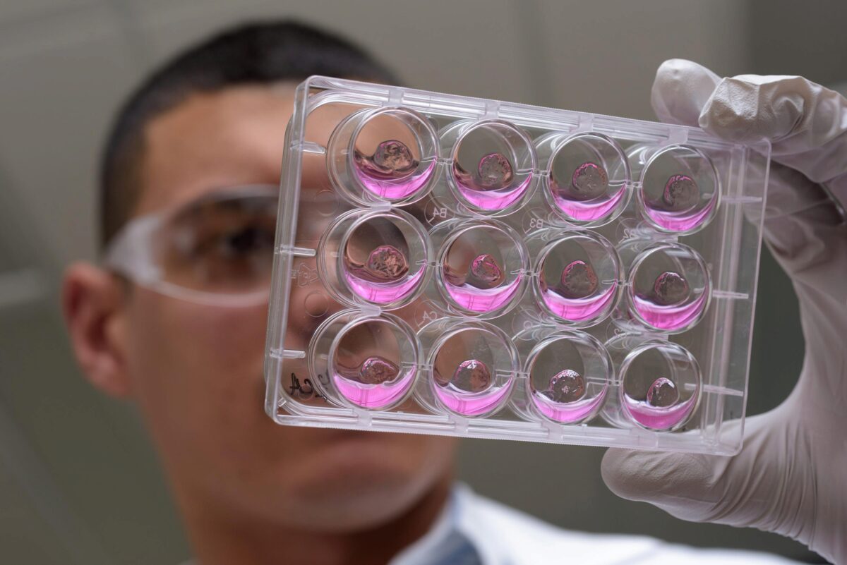 Hydrogel matrix containing intestinal cell clusters Georgia Tech Graduate Research Assistant Ricardo Cruz-Acuña holds multiwell plates containing hydrogel matrix materials and human intestinal organoids (HIOs). The research may lead to a new technique for treating injuries caused by gastrointestinal diseas
