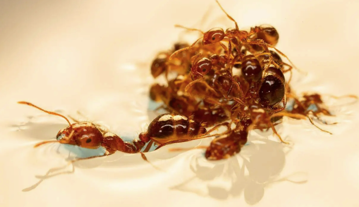 Fire ant research